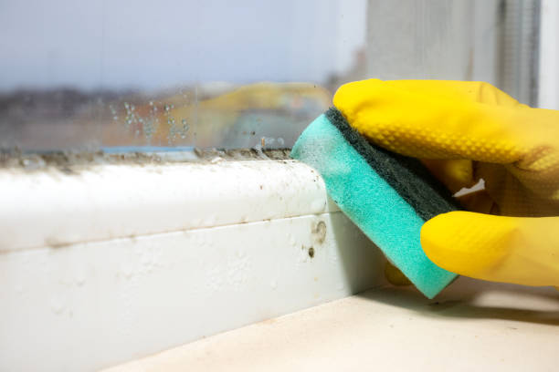 Best Mold Remediation  in Rogers, AR