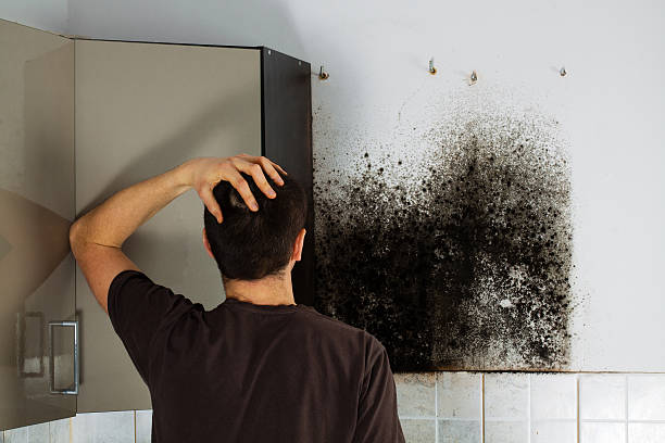 Best Attic Mold Removal  in Rogers, AR