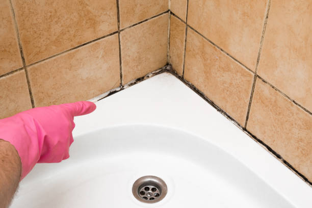 Best Crawl Space Mold Removal  in Rogers, AR